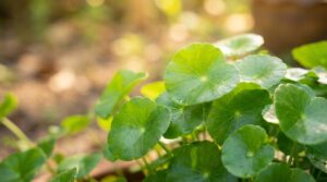 scopri come queste famose piante dalle foglie arrotondate sono considerate il segreto per migliorare la salute mentale secondo la filosofia indiana.